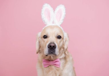 Pembe arka planda oturan tavşan kostümlü bir köpek. Golden Retriever Paskalyayı kutluyor ve kameraya mesajlaşmak için yer açıyor. Paskalya kartı ve evcil hayvan..