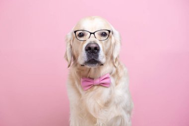 Gözlüklü ve pembe papyonlu bir köpek pembe arka planda oturur. Öğretmen kıyafetli bir Golden Retriever. Okul konsepti, öğrenme, akıllı hayvanlar..