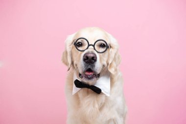 Pembe arka planda oturan gözlüklü ve papyonlu bir köpek. Öğretmen kıyafetli bir Golden Retriever. Okul konsepti, öğrenme, akıllı hayvanlar..