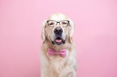 Gözlüklü ve pembe papyonlu bir köpek pembe arka planda oturur. Öğretmen kıyafetli bir Golden Retriever. Okul konsepti, öğrenme, akıllı hayvanlar..