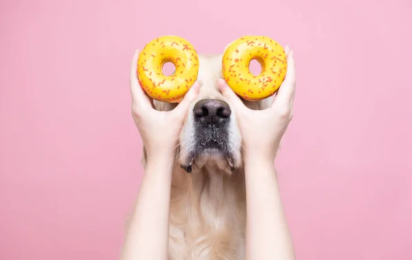 Flickas Händer Håller Färska Gula Munkar Nära Ögonen Söt Hund — Stockfoto