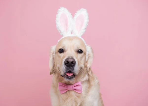 Pies Kostiumie Króliczka Siedzący Różowym Tle Golden Retriever Świętuje Wielkanoc — Zdjęcie stockowe