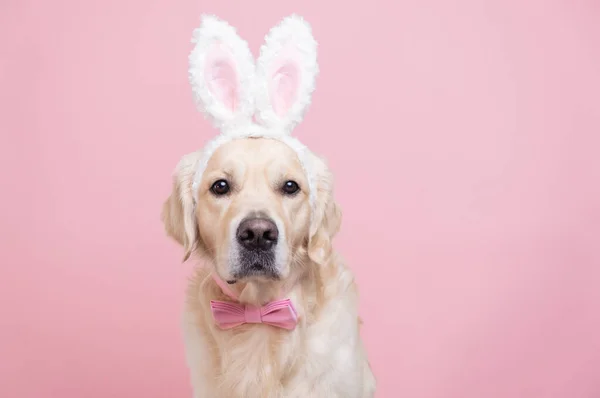 Pembe arka planda oturan tavşan kostümlü bir köpek. Golden Retriever Paskalyayı kutluyor ve kameraya mesajlaşmak için yer açıyor. Paskalya kartı ve evcil hayvan..