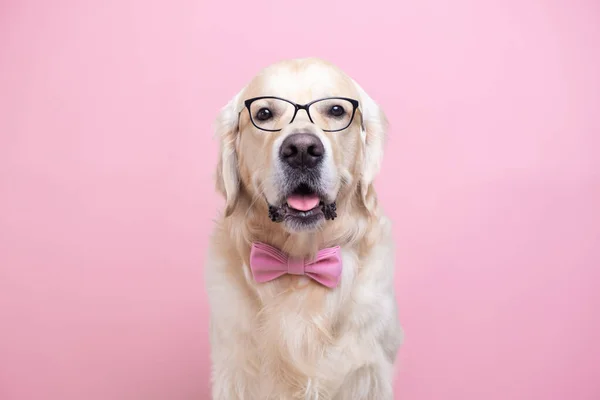 Gözlüklü Pembe Papyonlu Bir Köpek Pembe Arka Planda Oturur Öğretmen — Stok fotoğraf