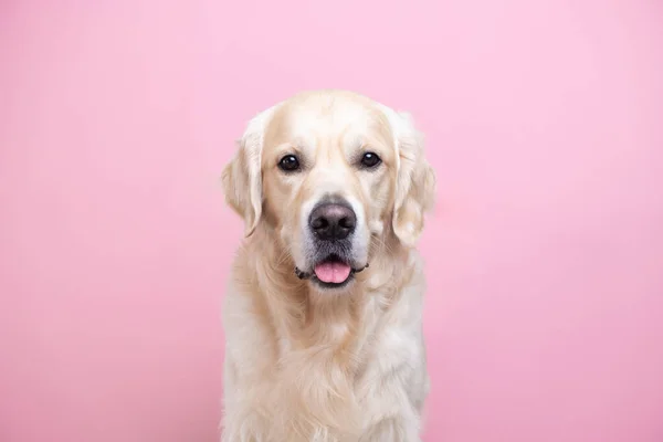 Portret Szczęśliwego Psa Patrzącego Prosto Kamerę Golden Retriever Siedzi Różowym — Zdjęcie stockowe