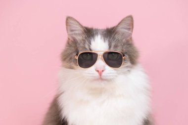 Pembe arka planda güneş gözlüğü takmış sevimli komik bir kedi. İnsan gibi giyinmiş hayvanlar.