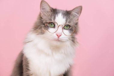 Pembe arka planda şeffaf gözlüklerle oturan sevimli komik kedi. İnsan gibi giyinmiş hayvanlar.