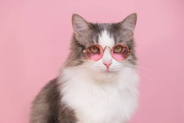 Gato Engraçado Bonito Sentado Óculos Sol Fundo Rosa Animais Vestidos — Fotografia de Stock
