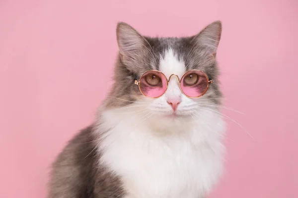 Cute Funny Cat Sitting Sunglasses Pink Background Animals Dressed People — Stock Photo, Image