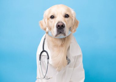 Mavi arka planda oturan steteskoplu beyaz önlüklü bir köpek. Veteriner kostümlü bir Golden Retriever. Tıbbi bakım kavramı