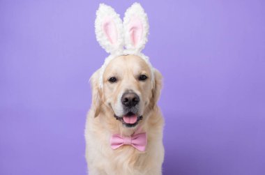 Açık mor arka planda oturan tavşan kostümlü köpek. Golden Retriever Paskalyayı kutluyor ve kameraya bakıyor, mesaj için yer var. Paskalya kartı ve evcil hayvan..