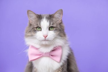 Açık mor arka planda papyonlu şirin gri bir kedi oturuyor. Metin için alanı olan tek renkli arkaplan. Sevgililer Günü, Bahar, Kadınlar Günü için kedili bir kartpostal.