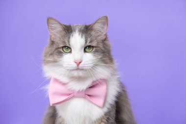 Cute gray cat sitting in a bow tie on a light purple background. Monochrome background with space for text. Postcard with a cat for Valentine's Day, Spring, Women's Day clipart