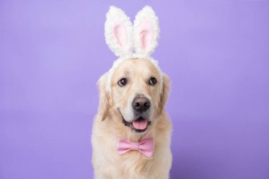 Açık mor arka planda oturan tavşan kostümlü köpek. Golden Retriever Paskalyayı kutluyor ve kameraya bakıyor, mesaj için yer var. Paskalya kartı ve evcil hayvan..