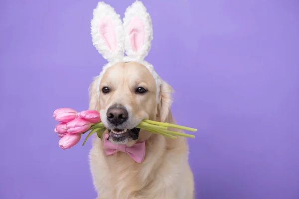 Dog Easter Bunny Costume Tulips Golden Retriever Pink Bunny Ears — Stock Photo, Image