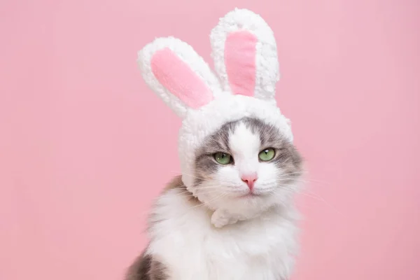 Şirin kedi tavşan kostümü giymiş kameraya bakıyor. Kedi pembe arka planda oturuyor. Tavşan kulaklı şirin bir şapka takıyor. Mutlu Paskalyalar