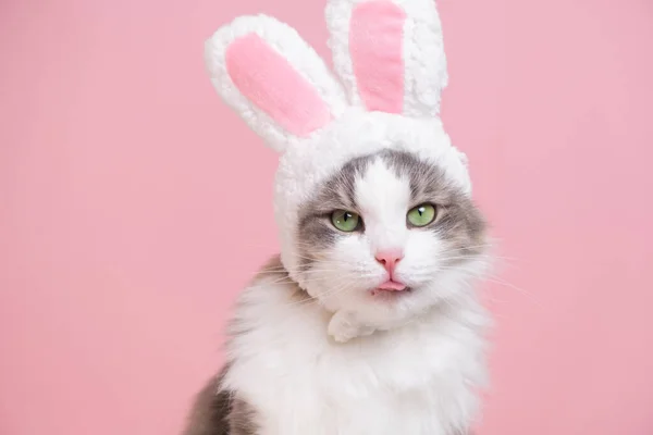 Şirin kedi tavşan kostümü giymiş kameraya bakıyor. Kedi pembe arka planda oturuyor. Tavşan kulaklı şirin bir şapka takıyor. Mutlu Paskalyalar