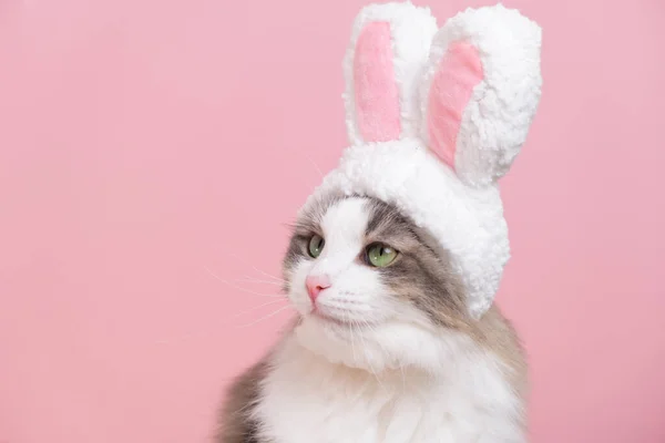 Şirin kedi tavşan kostümü giymiş kameraya bakıyor. Kedi pembe arka planda oturuyor. Tavşan kulaklı şirin bir şapka takıyor. Mutlu Paskalyalar