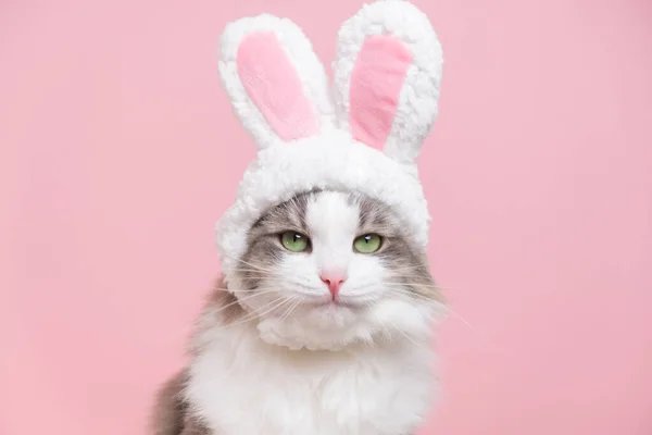 Şirin kedi tavşan kostümü giymiş kameraya bakıyor. Kedi pembe arka planda oturuyor. Tavşan kulaklı şirin bir şapka takıyor. Mutlu Paskalyalar