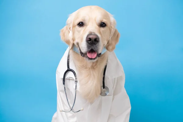 Dog White Coat Stethoscope Sitting Blue Background Golden Retriever Costume — Stock Photo, Image