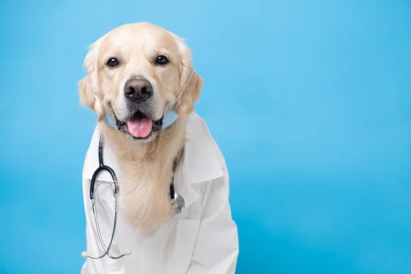 Dog White Coat Stethoscope Sitting Blue Background Golden Retriever Costume — Stock Photo, Image
