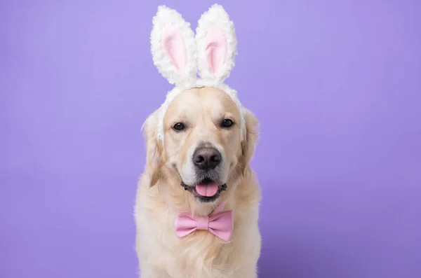 Pies Kostiumie Królika Siedzący Jasnofioletowym Tle Golden Retriever Świętuje Wielkanoc — Zdjęcie stockowe