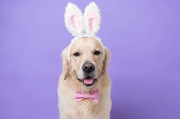 Chien Costume Lapin Assis Sur Fond Violet Clair Golden Retriever — Photo