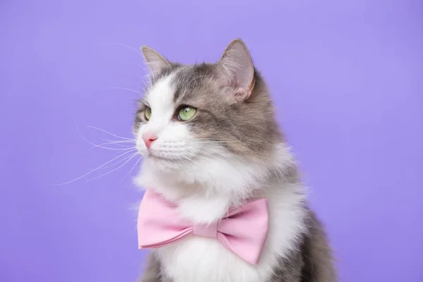 귀여운 고양이가 무지개 넥타이를 보라색 배경에 단조롭게 텍스트를 발렌타인데이 여성의 — 스톡 사진