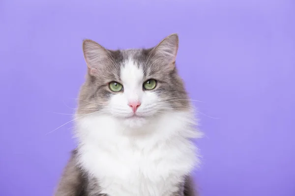 Gato Cinza Bonito Sentado Fundo Roxo Claro Banner Com Animal — Fotografia de Stock