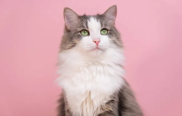 Χαριτωμένη Γκρι Γάτα Κάθεται Ροζ Φόντο Μονόχρωμο Φόντο Χώρο Για — Φωτογραφία Αρχείου