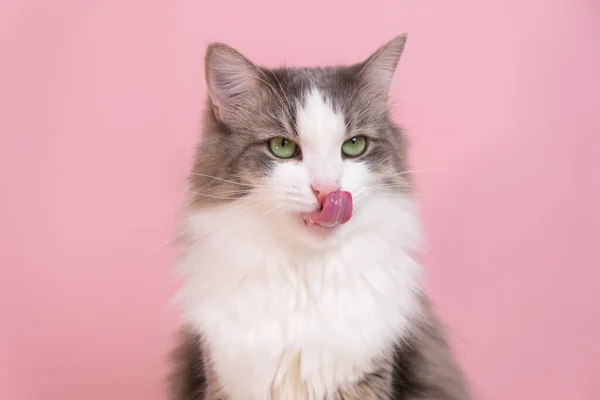 Χαριτωμένη Γκρι Γάτα Κάθεται Και Γλείφει Ροζ Φόντο Μονόχρωμο Φόντο — Φωτογραφία Αρχείου
