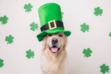 Leprikon şapkalı bir köpek yeşil yoncalı beyaz bir arka planda oturur. Aziz Patrick gününde Golden Retriever