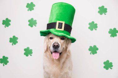 Leprikon şapkalı bir köpek yeşil yoncalı beyaz bir arka planda oturur. Aziz Patrick gününde Golden Retriever