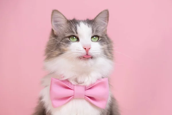 Χαριτωμένη Γκρι Γάτα Κάθεται Ένα Παπιγιόν Ροζ Φόντο Μονόχρωμο Φόντο — Φωτογραφία Αρχείου