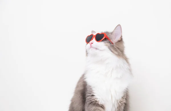 Cute Funny Cat Red Heart Shaped Sunglasses Sitting White Background — Stock Photo, Image