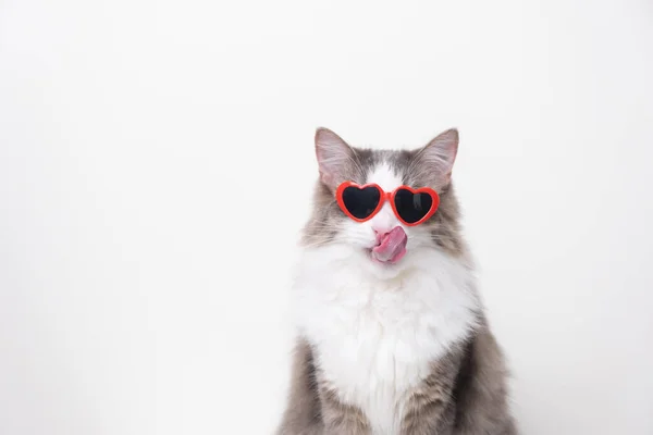 Niedliche Lustige Katze Mit Roter Sonnenbrille Herzform Sitzt Auf Weißem — Stockfoto