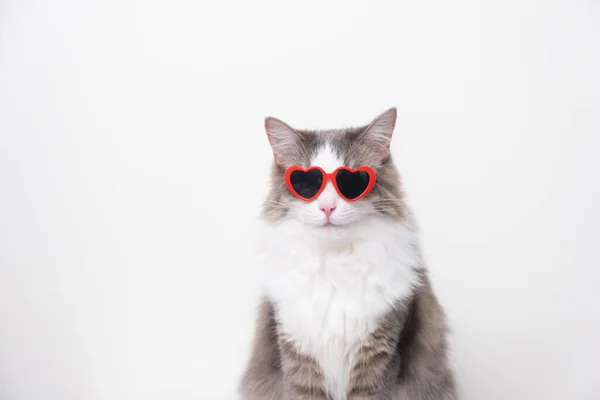 Gato Engraçado Bonito Com Óculos Sol Forma Coração Vermelho Sentado — Fotografia de Stock