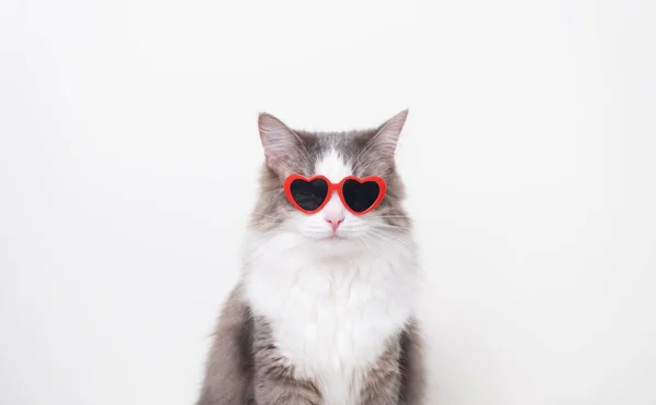 Кумедна Кішка Червоними Сонцезахисними Окулярами Сидять Білому Тлі Поштова Листівка Ліцензійні Стокові Фото