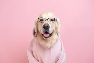 Koyu gri kapüşonlu bir köpek portresi. Kıyafetli Golden Retriever beyaz arka planda oturuyor.