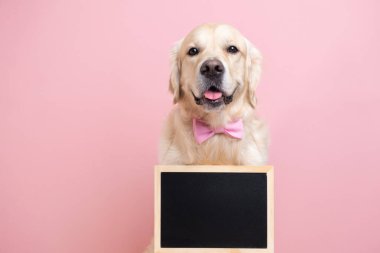 Köpek içinde mesaj için yer olan siyah bir tabela tutuyor. Golden Retriever pembe arka planda oturur papyon takar ve kameraya bakar. Reklam kavramı, afiş