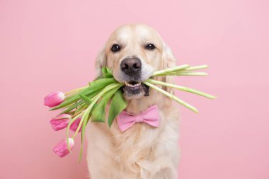 Köpek pembe arka planda bir buket lale tutuyor. Sevgililer Günü için bahar kartı, Kadınlar Günü, Doğum günü, Düğün