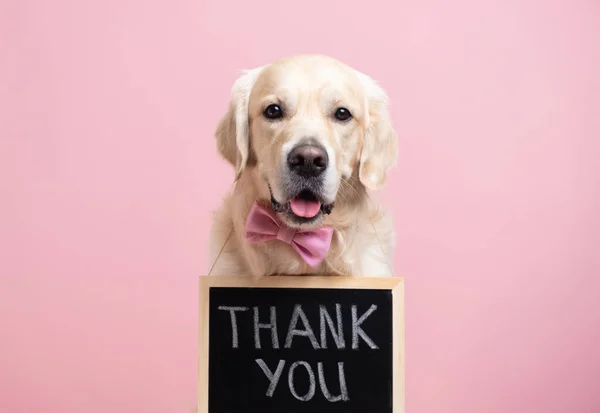 Köpeğin elinde siyah bir tabela var. Teşekkür ederim. Golden Retriever pembe arka planda oturur papyon takar ve kameraya bakar. Kavram reklamı, afiş