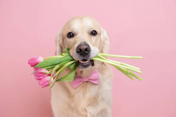 Köpek pembe arka planda bir buket lale tutuyor. Sevgililer Günü için bahar kartı, Kadınlar Günü, Doğum günü, Düğün