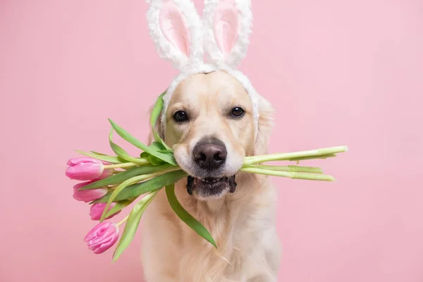 Paskalya tavşanı kostümlü laleli bir köpek. Pembe tavşan kulaklı ve bahar çiçekli bir golden retriever pembe bir arka planda oturur. Paskalya kartı.