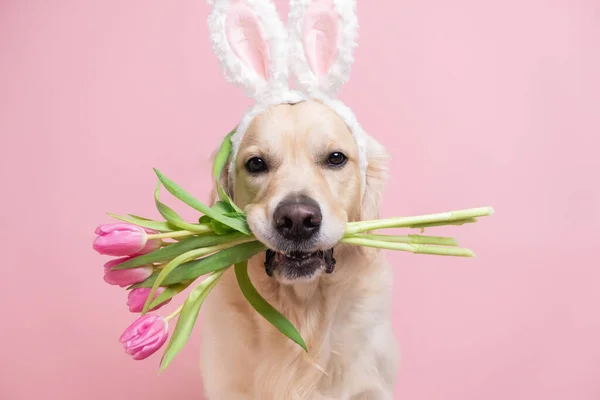 Собака Великодньому Костюмі Кролика Тюльпанами Золотий Ретривер Рожевими Вухами Кролика Стокове Фото