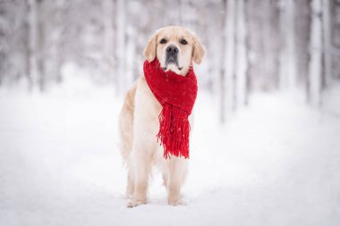 Kırmızı eşarplı bir köpek kar yağışı sırasında karlı bir kış ormanında duruyor. Kar üzerinde yürüyen bir golden retriever. Soğuk havada giydirilmiş hayvan..