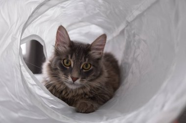 Şirin gri bir kedi, kedi tünelinde oyuncaklarıyla oynuyor. Yumuşak kedi yavrusu evinde yatıyor..