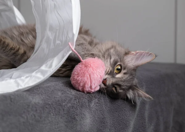 귀여운 고양이는 고양이 굴에서 장난감을 가지고 놉니다 복슬복슬 고양이가 — 스톡 사진