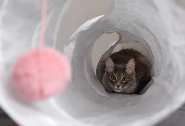A cute gray cat plays with his toys in a cat tunnel. The fluffy kitten lies in his house.