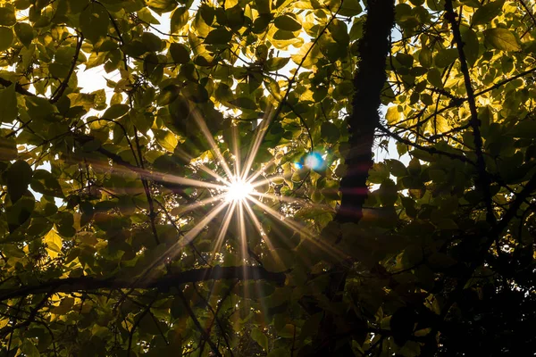 Beam of light from the sun\'s flare through the leaves of the trees.The photo is taken from below and in horizontal format.